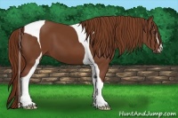 Horse Color:Chestnut Sabino Tobiano 