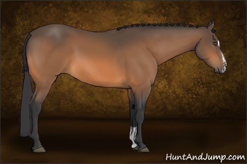 Horse Color:Buckskin Sabino