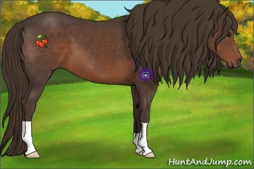 Horse Color:Liver Chestnut 