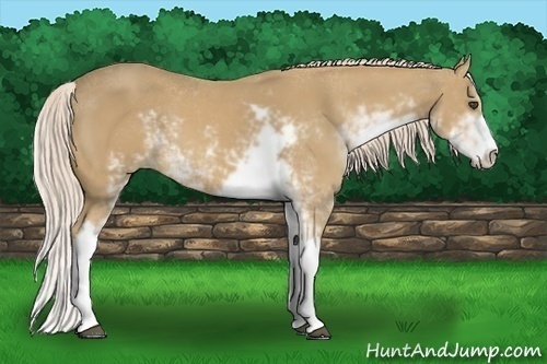 Horse Color:Palomino Sabino