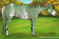 Horse Color:Painted Watercolor White Spotted Bay