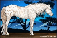 Horse Color:Gold Champagne Appaloosa 