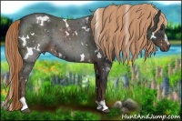 Horse Color:White Spotted Liver Chestnut Sabino 