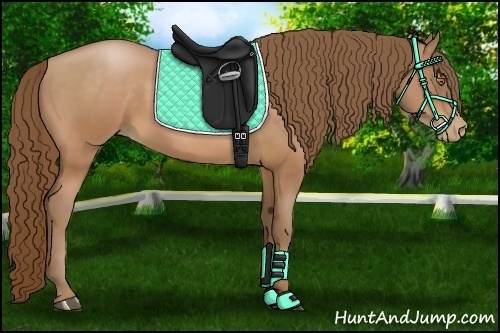 Horse Color:Bay Pearl 