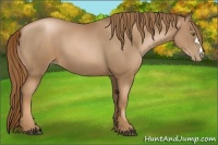Horse Color:Liver Chestnut Pearl 