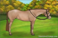 Horse Color:Bay Pearl 