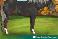 Horse Color:Liver Chestnut Mushroom 