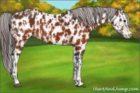 Horse Color:Brown Appaloosa  and Brown Splash Appaloosa 