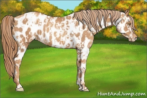 Horse Color:Gold Champagne Appaloosa  and Gold Champagne Appaloosa 