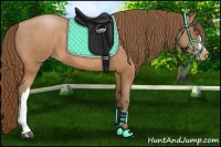 Horse Color:Bay Pearl