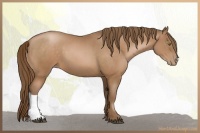 Horse Color:Bay Pearl 