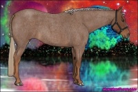 Horse Color:Red Roan 