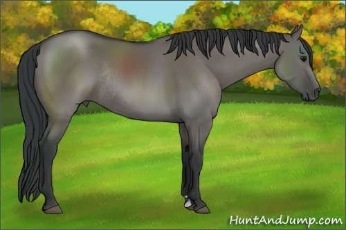 Horse Color:Grullo Sabino Rabicano 