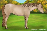 Horse Color:Liver Chestnut Pearl