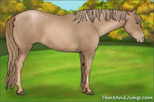 Horse Color:Liver Chestnut Pearl