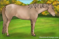 Horse Color:Liver Chestnut Pearl 