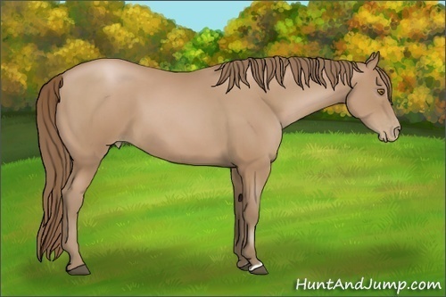 Horse Color:Black Pearl