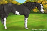 Horse Color:Liver Chestnut Splash Frame 