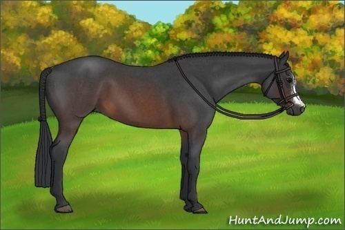 Horse Color:Brown Roan 