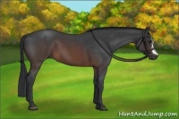 Horse Color:Brown Roan 