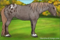 Horse Color:Liver Chestnut Appaloosa 