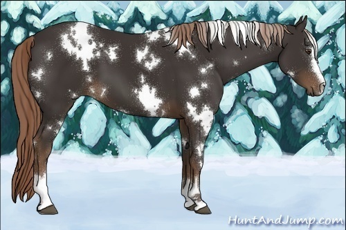Horse Color:White Spotted Liver Chestnut Sabino 