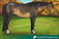 Horse Color:Buckskin 