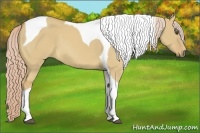 Horse Color:Palomino Dun Tobiano