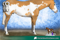 Horse Color:Silver Buckskin Frame