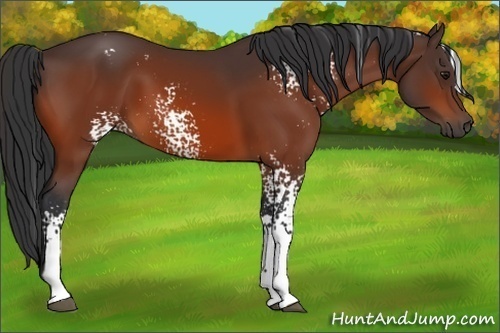 Horse Color:White Spotted Bay Frame
