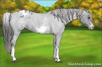Horse Color:White Spotted Blue Roan Splash Frame Varnish 