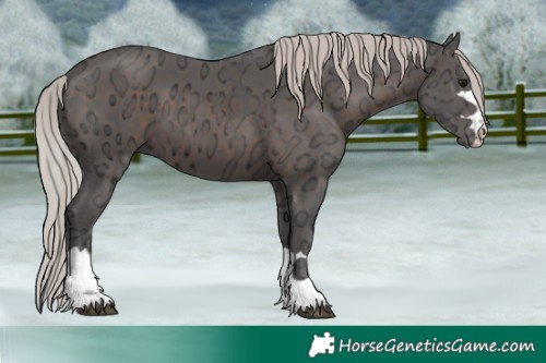 Horse Color:Silver Brown Ice 