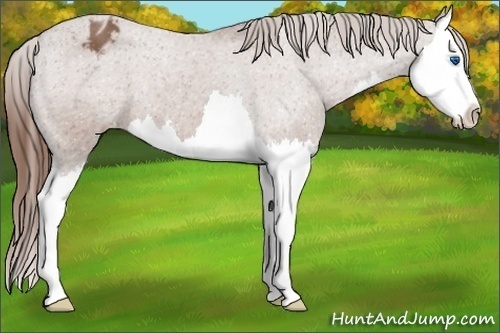 Horse Color:Red Roan Splash Appaloosa 