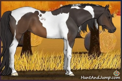 Horse Color:Buckskin Tobiano