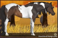 Horse Color:Buckskin Tobiano