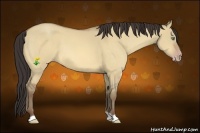 Horse Color:Amber Champagne Dun 