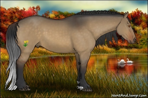 Horse Color:Bay Dun 