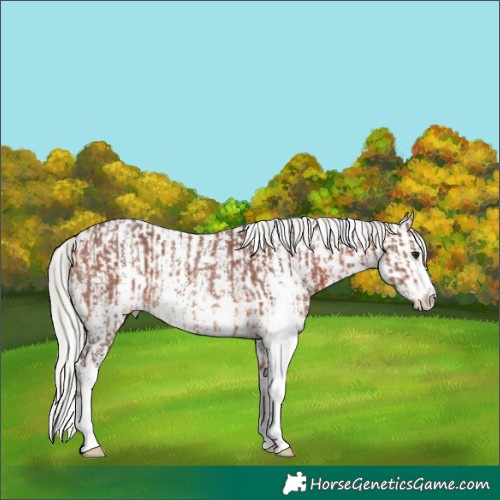 Horse Color:Silver Bay Sabino Rabicano  and Silver Brown Near Leopard Rabicano 
