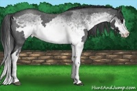 Horse Color:White Spotted Blue Roan Splash Frame Varnish