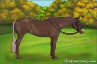Horse Color:Chocolate Silver Brown