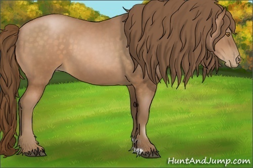 Horse Color:Bay Pearl 