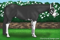 Horse Color:Black Sabino