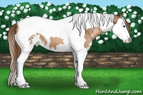 Horse Color:Brown Pearl Sabino Splash Tobiano 