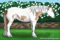 Horse Color:Brown Pearl Sabino Splash Tobiano 