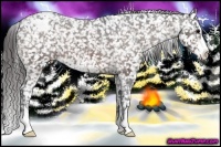 Horse Color:Bay Sabino Appaloosa