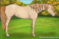 Horse Color:Gold Champagne Roan 