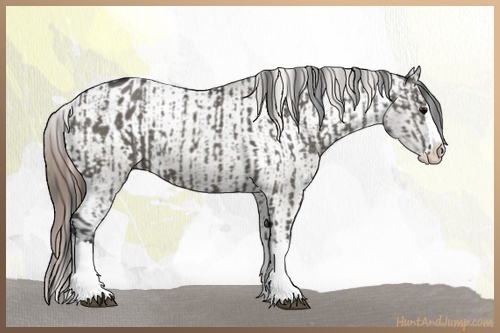 Horse Color:Grullo Sabino Splash and Grullo Sabino Splash Varnish