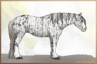 Horse Color:Grullo Sabino Splash and Grullo Sabino Splash Varnish