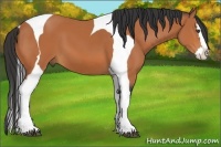 Horse Color:Bay Splash Tobiano