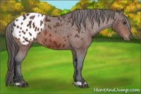 Horse Color:Bay Appaloosa 